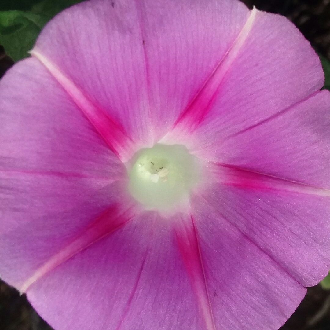 Ipomoea purpurea Tickle Me Pink in the GardenTags plant encyclopedia Morning Glory Tickle Me Pink Morning Glory in the GardenTags plant encyclopedia