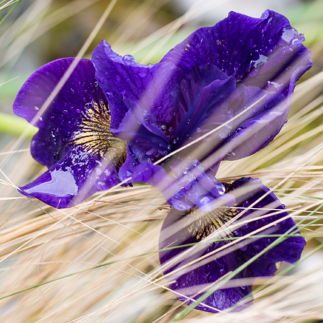 Iris sibirica Ruffled Velvet in the GardenTags plant encyclopedia Siberian Iris Ruffled Velvet in the GardenTags plant encyclopedia
