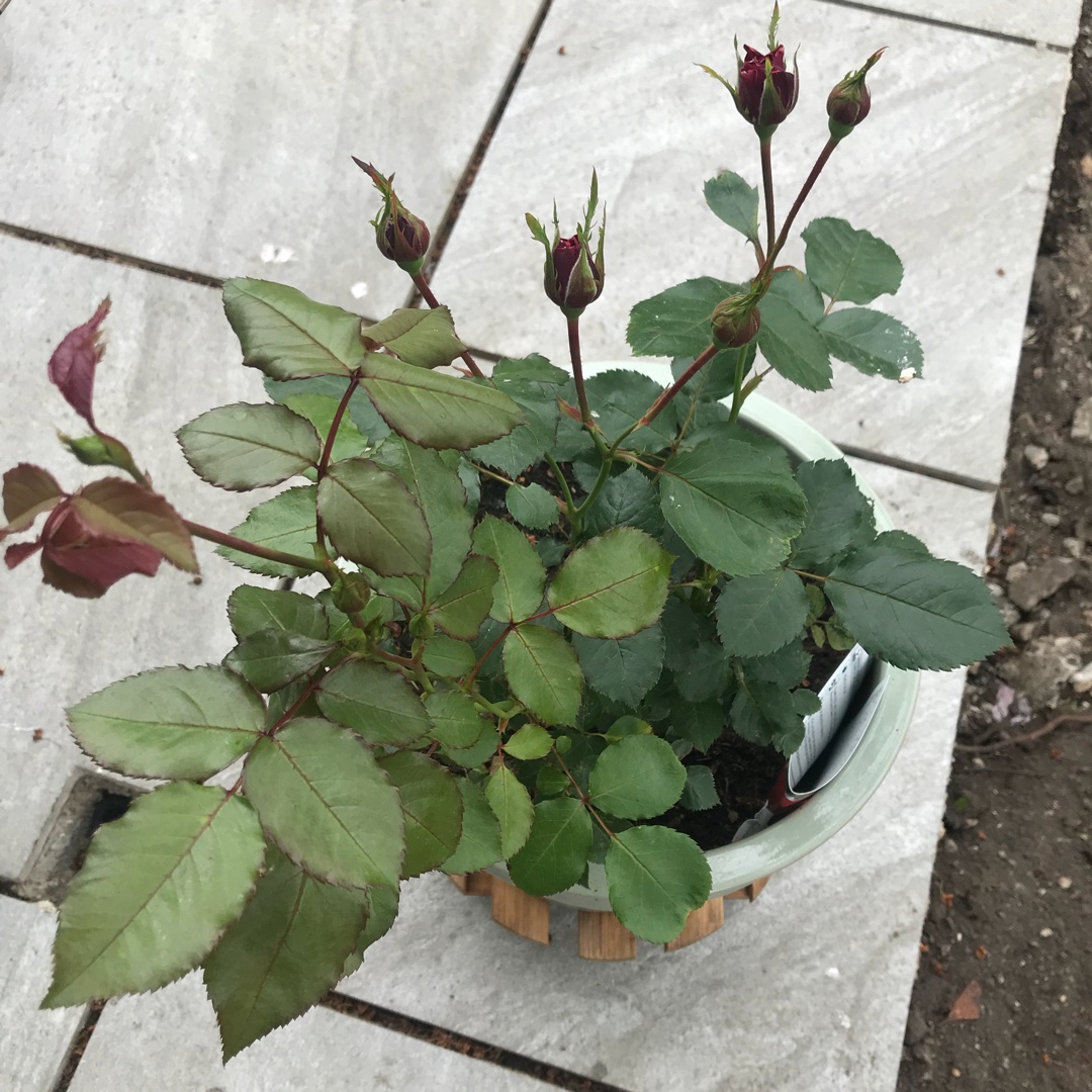 Rosa Harkimono (Abundance Series) syn. Rosa Red Abundance, Rosa Songs of Praise, Rosa Cherie, Rosa Velvet Abundance in the GardenTags plant encyclopedia Rose Red Abundance (Floribunda) in the GardenTags plant encyclopedia