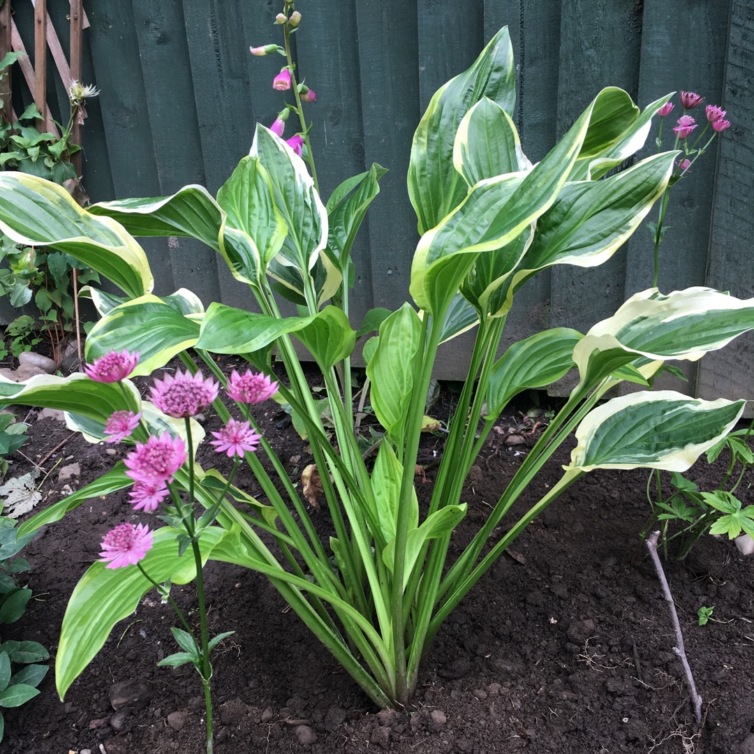 Plantain Lily Pilgrim in the GardenTags plant encyclopedia