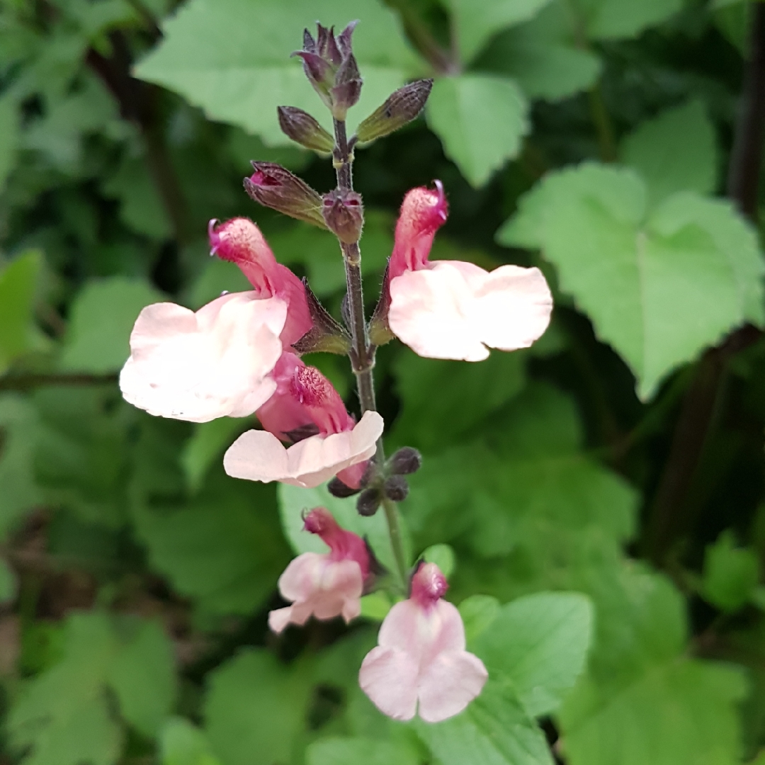 Salvia greggii Strawberries and Cream in the GardenTags plant encyclopedia Salvia Strawberries and Cream in the GardenTags plant encyclopedia