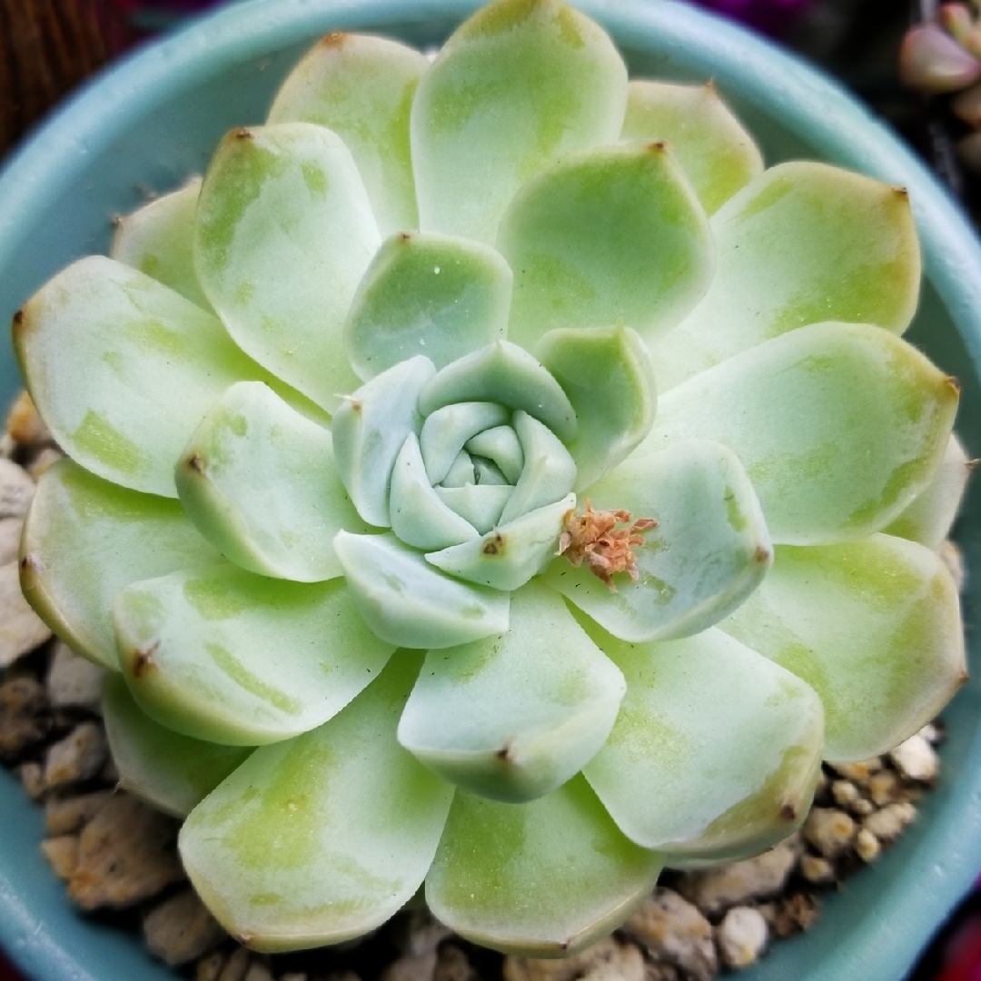 Echeveria Horey in the GardenTags plant encyclopedia Echeveria Horey in the GardenTags plant encyclopedia