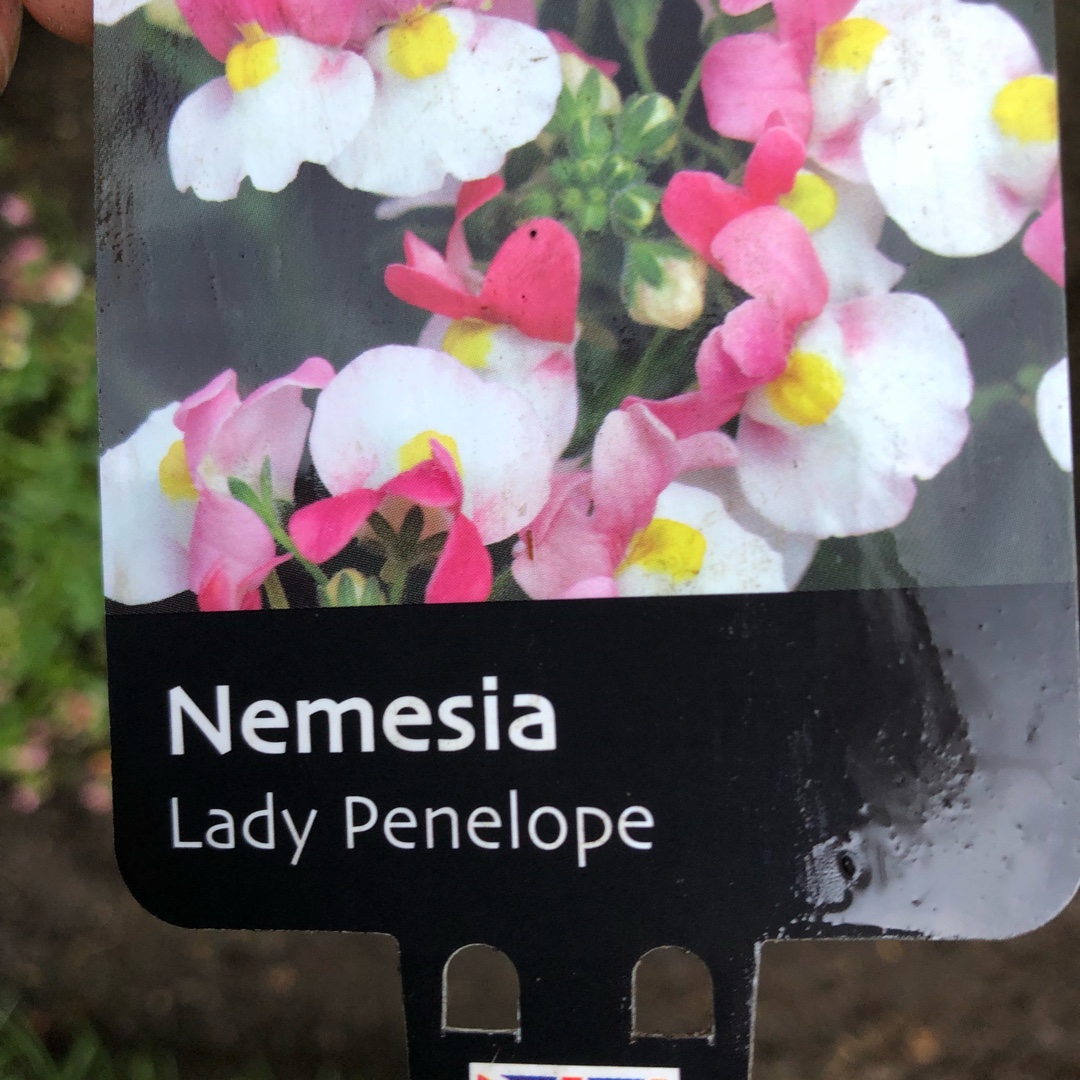 Nemesia Lady Penelope in the GardenTags plant encyclopedia Nemesia Lady Penelope in the GardenTags plant encyclopedia