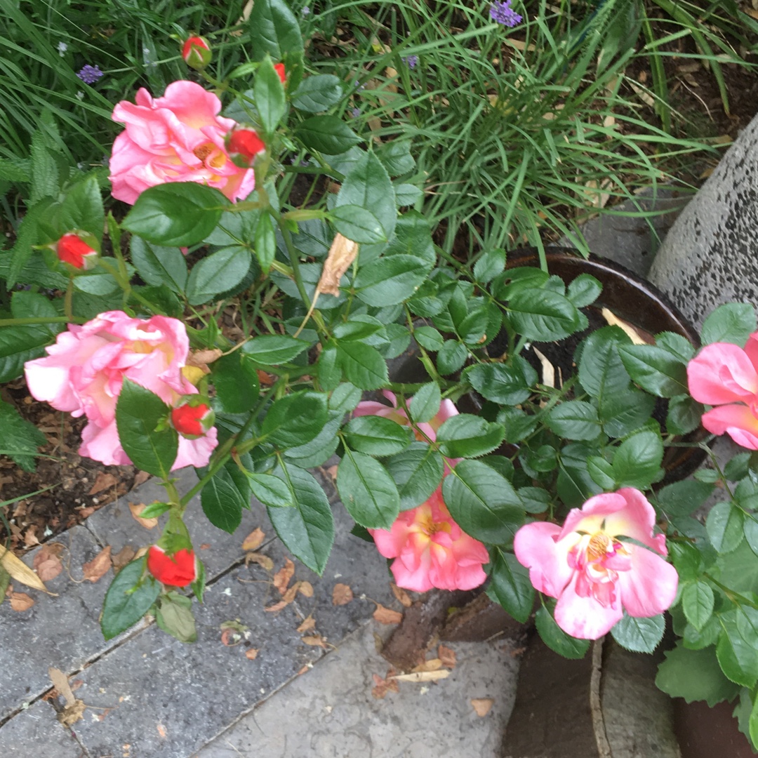Rosa Conservation in the GardenTags plant encyclopedia Patio Rose Conservation in the GardenTags plant encyclopedia