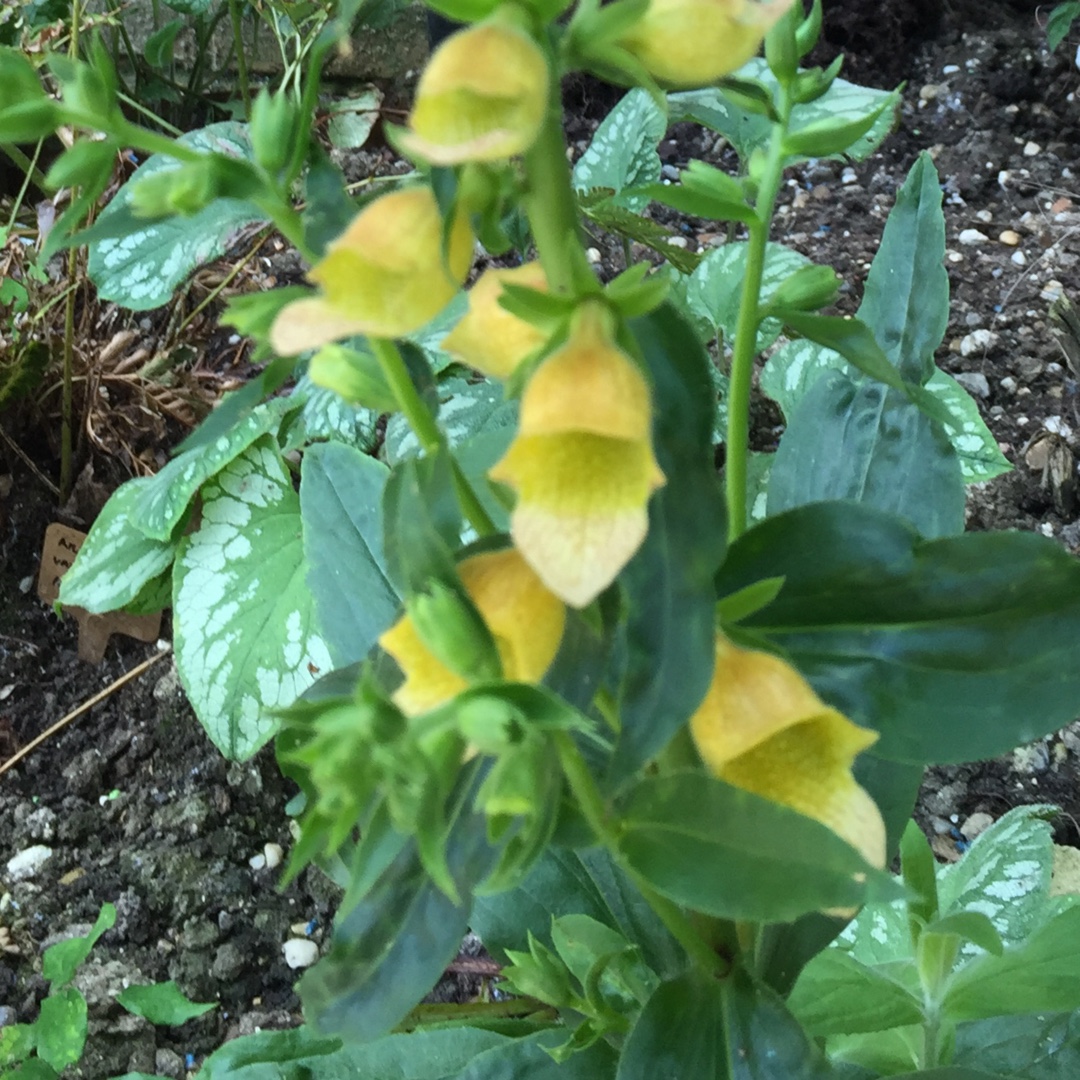 Digitalis Spice Island in the GardenTags plant encyclopedia Foxglove Spice Island in the GardenTags plant encyclopedia