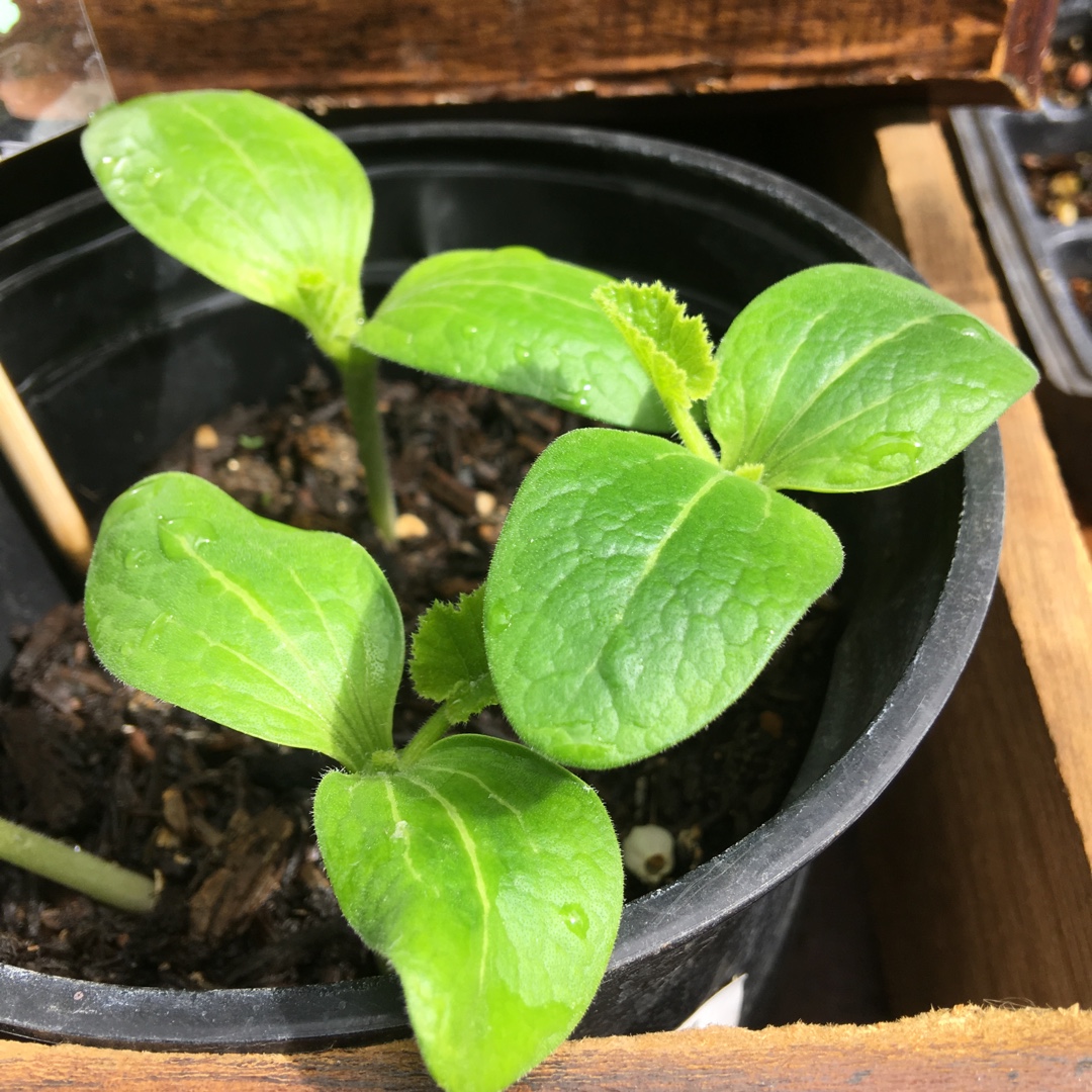 Cucurbita pepo Fordhook in the GardenTags plant encyclopedia Zucchini Fordhook in the GardenTags plant encyclopedia
