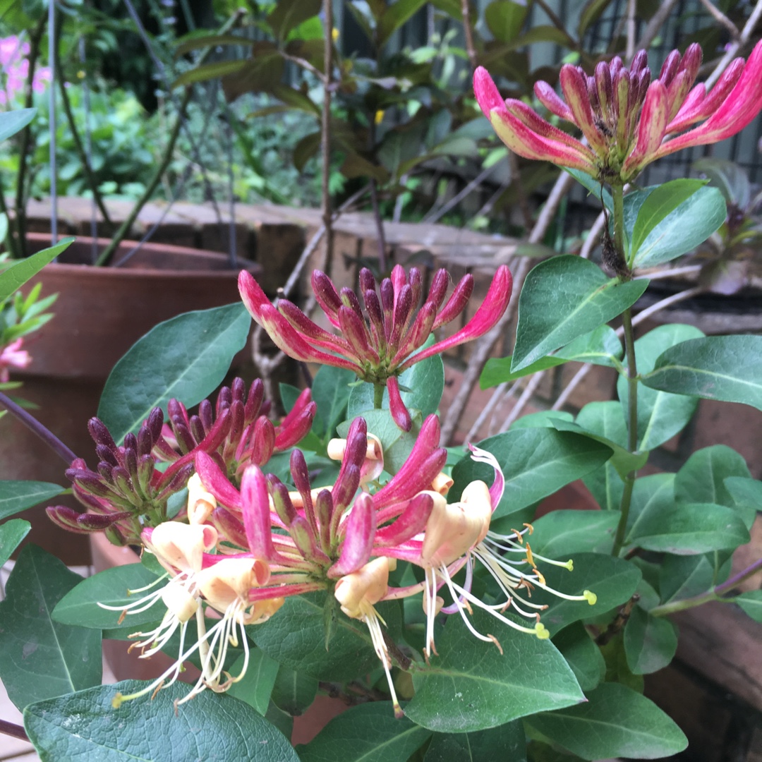 Lonicera periclymenum Strawberries and Cream in the GardenTags plant encyclopedia Honeysuckle Strawberries and Cream in the GardenTags plant encyclopedia