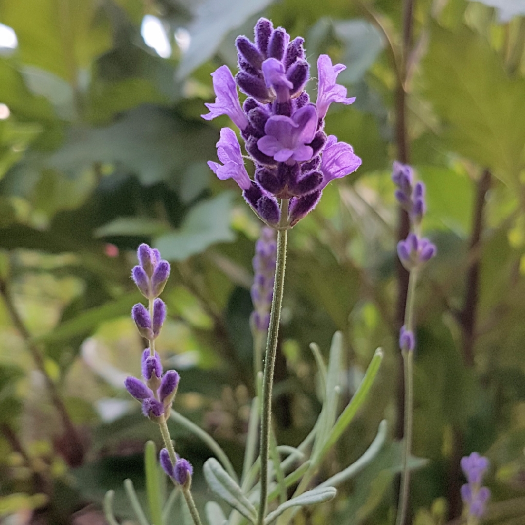 Lavandula angustifolia Clarmo syn. Lavandula angustifolia Little Lottie in the GardenTags plant encyclopedia Lavender Little Lottie in the GardenTags plant encyclopedia