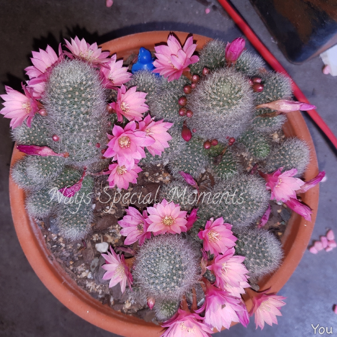 Rebutia Emma syn. Aylostera Emma in the GardenTags plant encyclopedia Rebutia Emma in the GardenTags plant encyclopedia