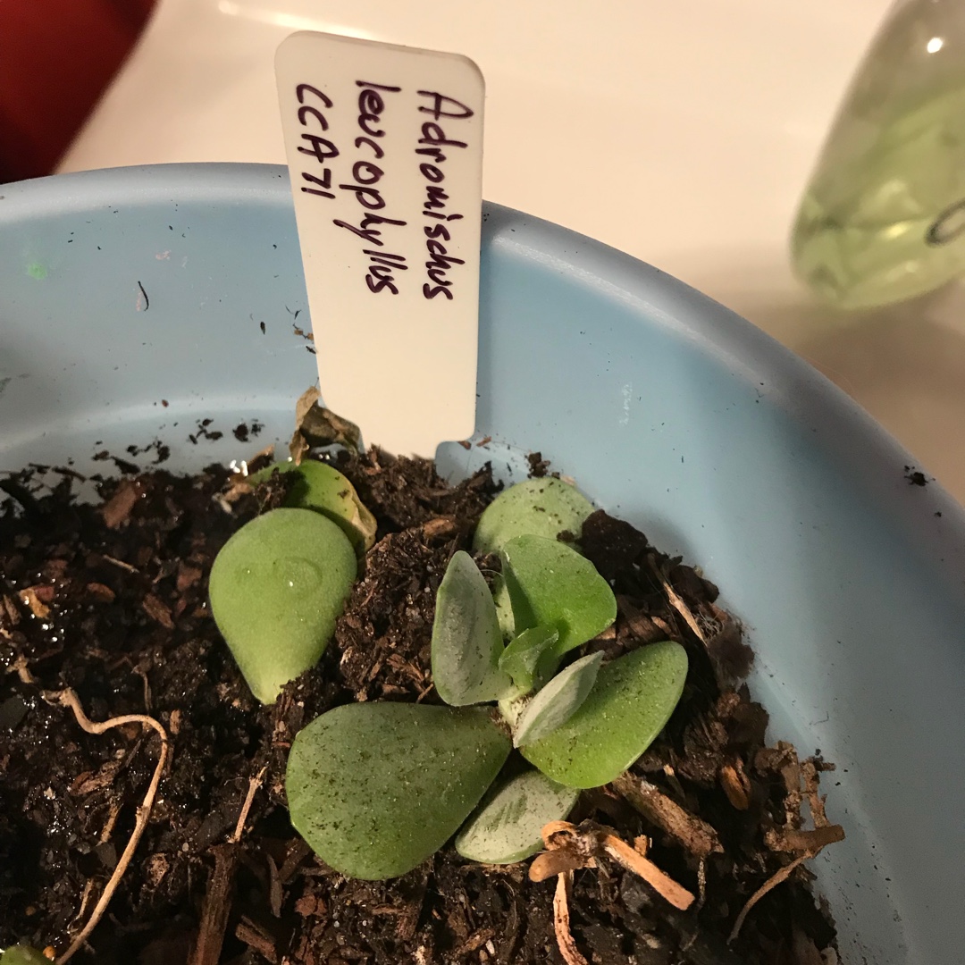 Adromischus Leucophyllus in the GardenTags plant encyclopedia Adromischus Leucophyllus in the GardenTags plant encyclopedia