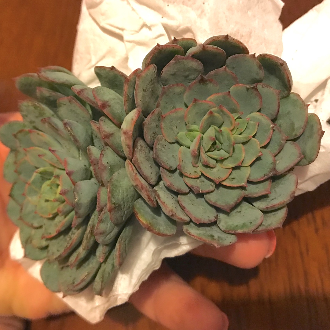 xGraptoveria Accolade in the GardenTags plant encyclopedia Graptoveria Accolade in the GardenTags plant encyclopedia