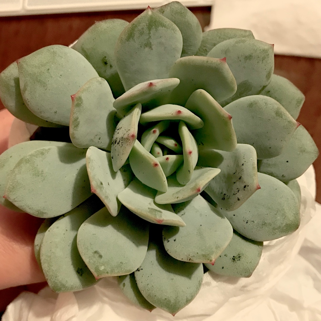 Echeveria Derlu in the GardenTags plant encyclopedia Echeveria Derlu in the GardenTags plant encyclopedia