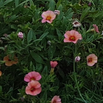 Calibrachoa Can Can Coral Reef in the GardenTags plant encyclopedia Million Bells Can Can Coral Reef in the GardenTags plant encyclopedia