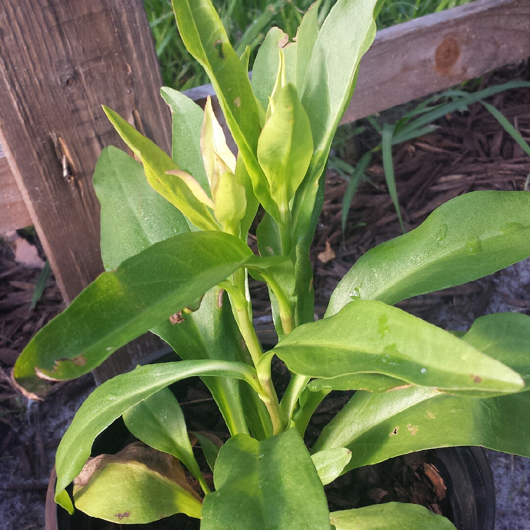 Solidago Sempervirens in the GardenTags plant encyclopedia Seaside Goldenrod in the GardenTags plant encyclopedia