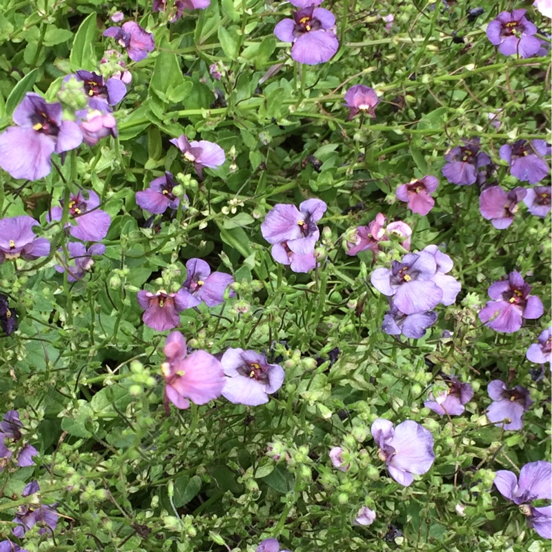 Diascia Barberae Piccadilly™ Denim Blue in the GardenTags plant encyclopedia Twinspur Piccadilly™ Denim Blue in the GardenTags plant encyclopedia
