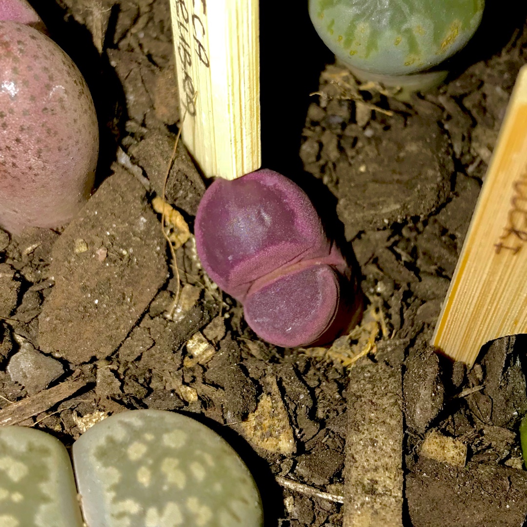 Lithops Optica Rubra in the GardenTags plant encyclopedia Living Stones Optica Rubra in the GardenTags plant encyclopedia