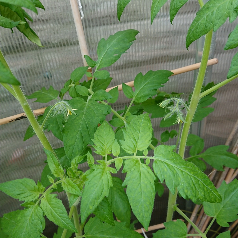 Solanum lycopersicum Cossack in the GardenTags plant encyclopedia Tomato Cossack in the GardenTags plant encyclopedia