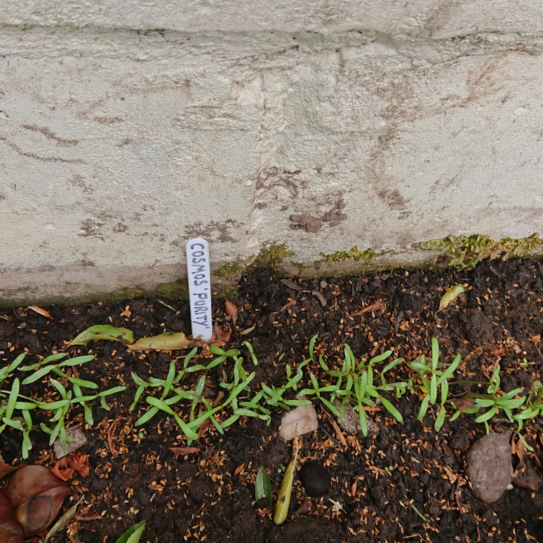 Cosmos bipinnatus Purity in the GardenTags plant encyclopedia Cosmea Purity in the GardenTags plant encyclopedia