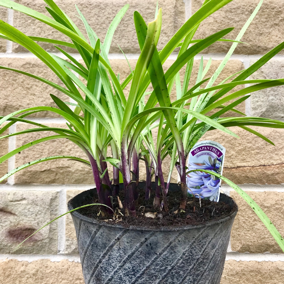Agapanthus Carnival Heaven in the GardenTags plant encyclopedia African Lily Carnival Heaven in the GardenTags plant encyclopedia