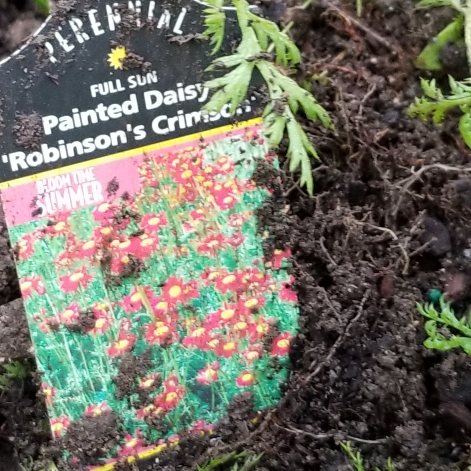 Tanacetum coccineum Robinsons Crimson syn. Chrysanthemum coccineum Robinsons Crimson in the GardenTags plant encyclopedia Painted Daisy Robinsons Crimson in the GardenTags plant encyclopedia
