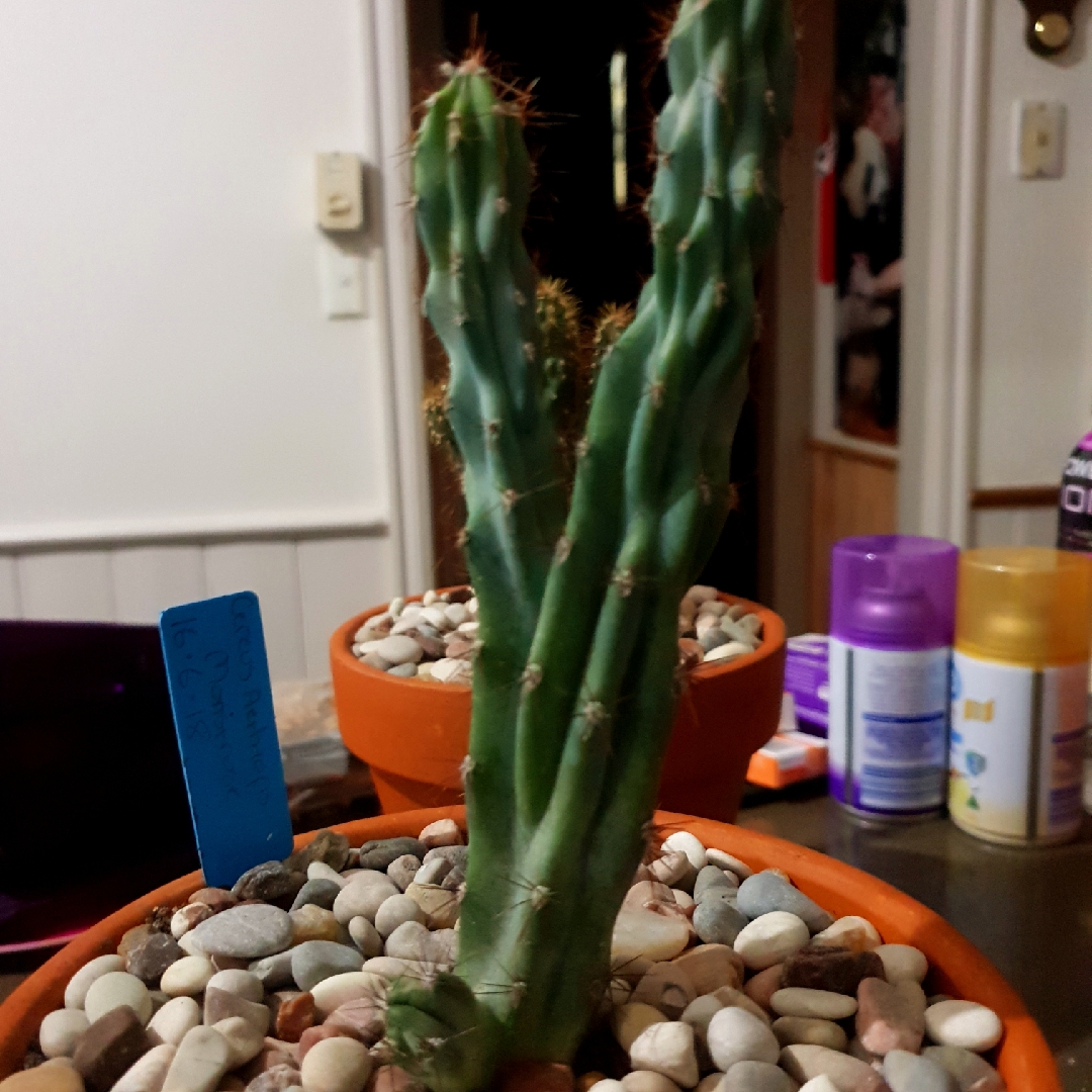 Cereus aethiops monstrose in the GardenTags plant encyclopedia Cereus aethiops monstrose form in the GardenTags plant encyclopedia