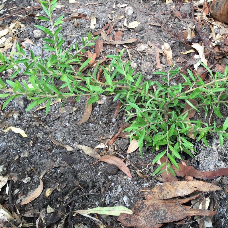 Grevillea victoriae X G juniperina Prostrate in the GardenTags plant encyclopedia Grevillea Canterbury Gold in the GardenTags plant encyclopedia