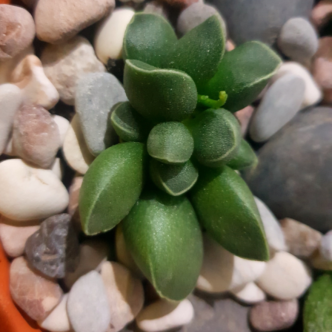 Adromischus marianiae Tanqua in the GardenTags plant encyclopedia Adromischus Tanqua in the GardenTags plant encyclopedia