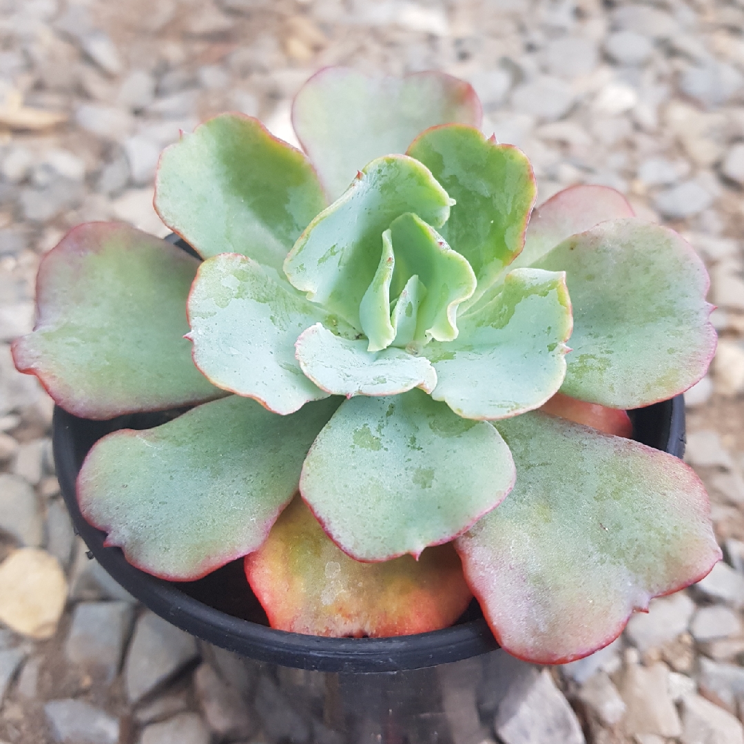 Echeveria Blue Butterfly in the GardenTags plant encyclopedia Echeveria Blue Butterfly in the GardenTags plant encyclopedia