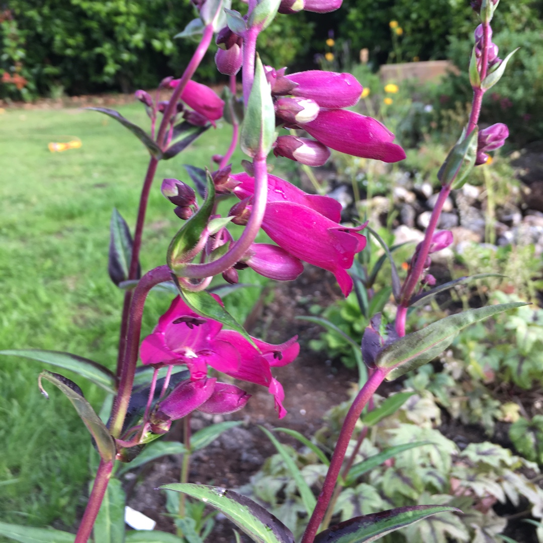 Penstemon Hidcote Purple in the GardenTags plant encyclopedia Beardtongue in the GardenTags plant encyclopedia
