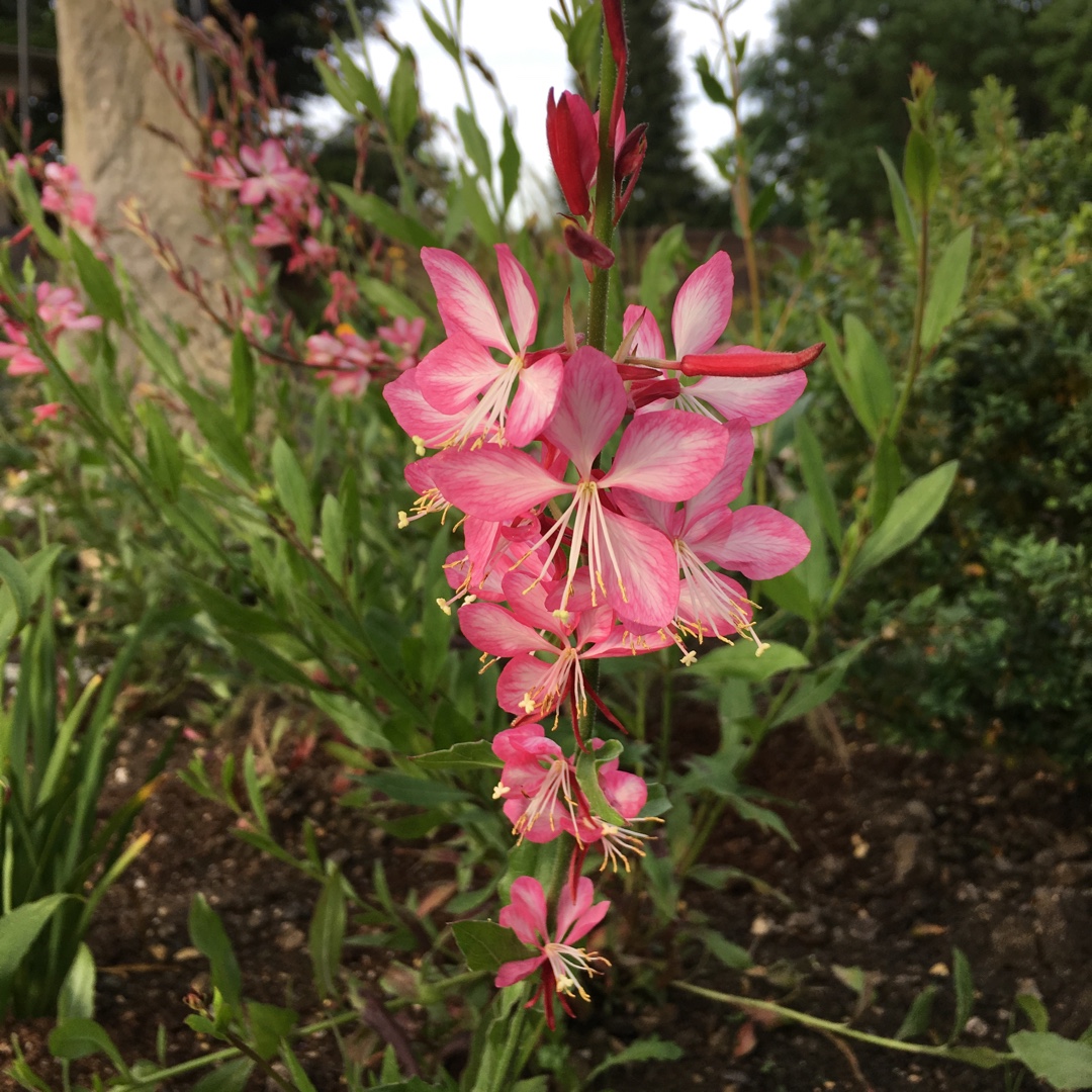 Oenothera lindheimeri Harrfolk syn. Oenothera lindheimeri Freefolk Rosy, Gaura lindheimeri Freefolk Rosy in the GardenTags plant encyclopedia Lindheimers Beeblossom Freefolk Rosy in the GardenTags plant encyclopedia