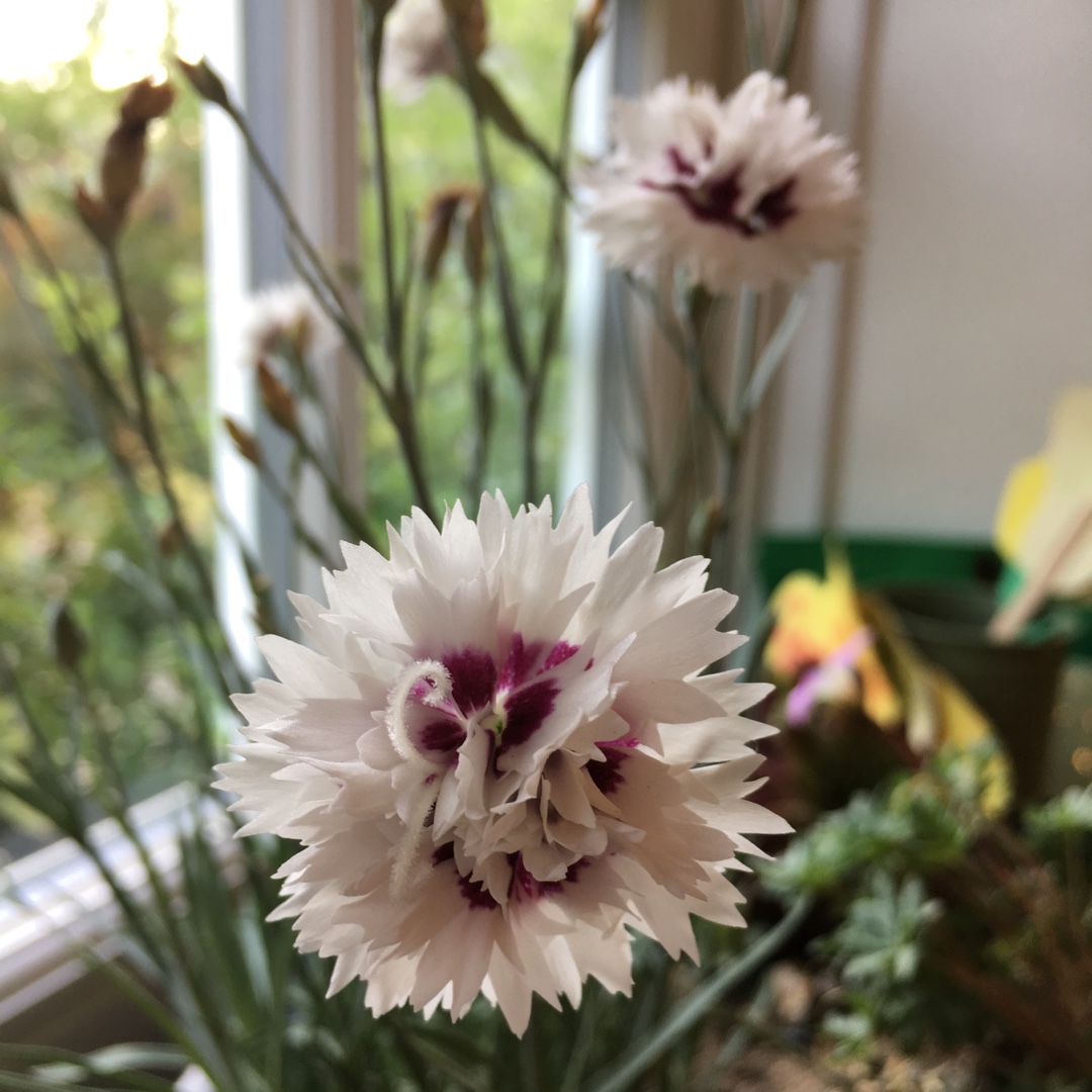 Dianthus Silver Star in the GardenTags plant encyclopedia Border pink Silver Star in the GardenTags plant encyclopedia
