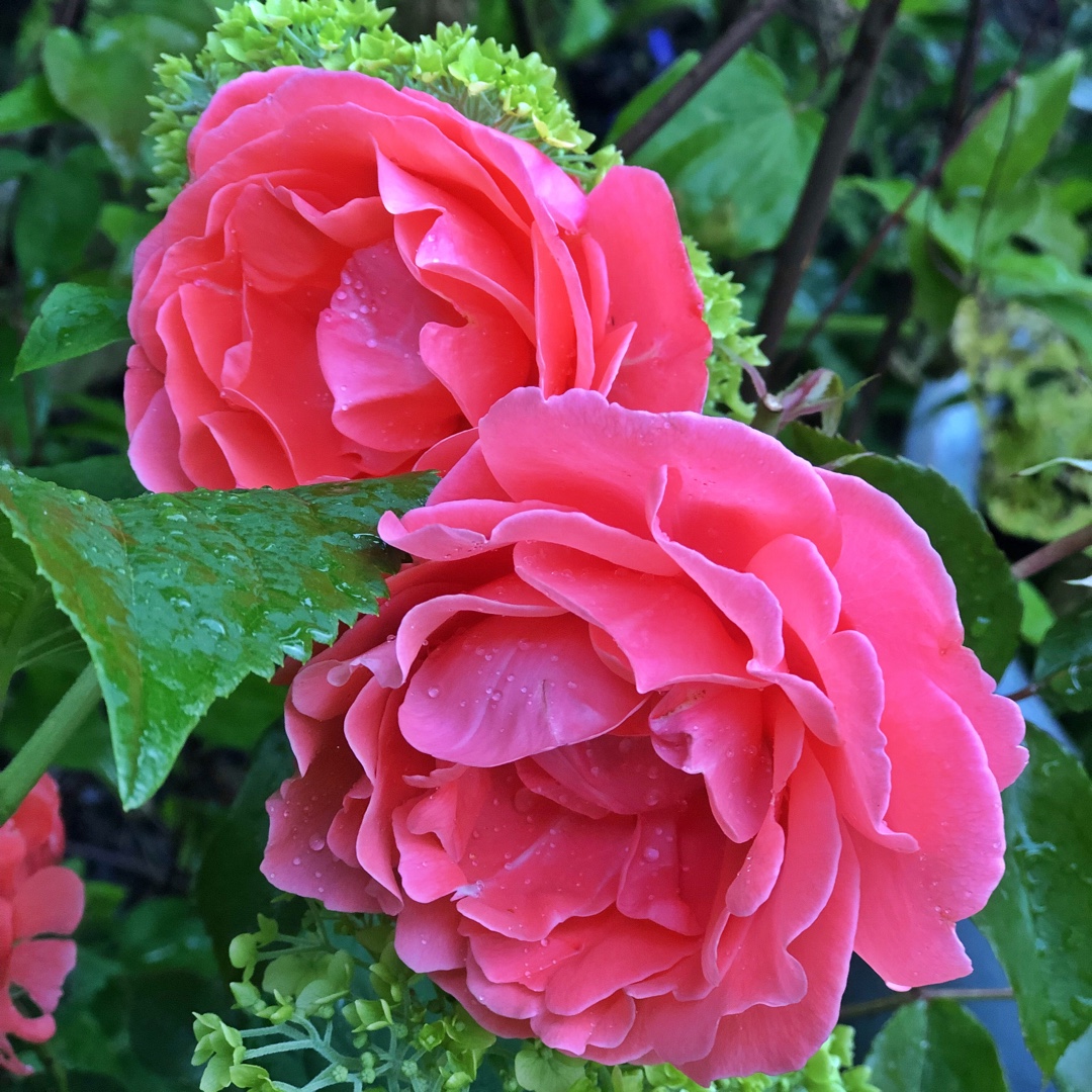 Rosa Happy Anniversary in the GardenTags plant encyclopedia Rose Happy Anniversary in the GardenTags plant encyclopedia