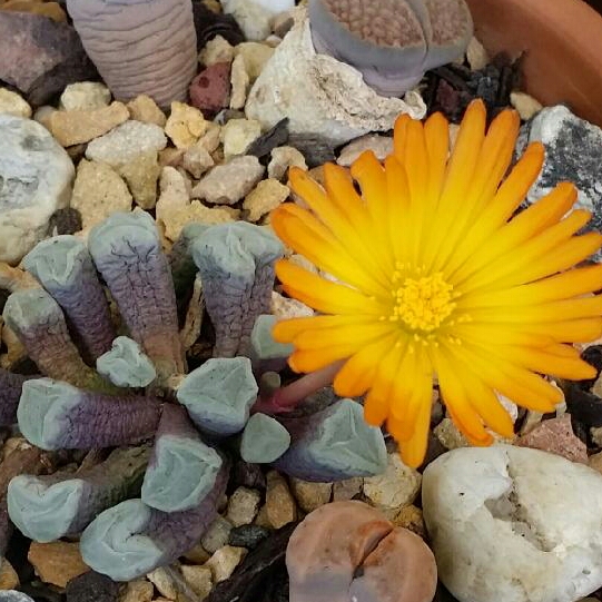 Fenestraria aurantiaca Fireworth in the GardenTags plant encyclopedia Babies toes in the GardenTags plant encyclopedia