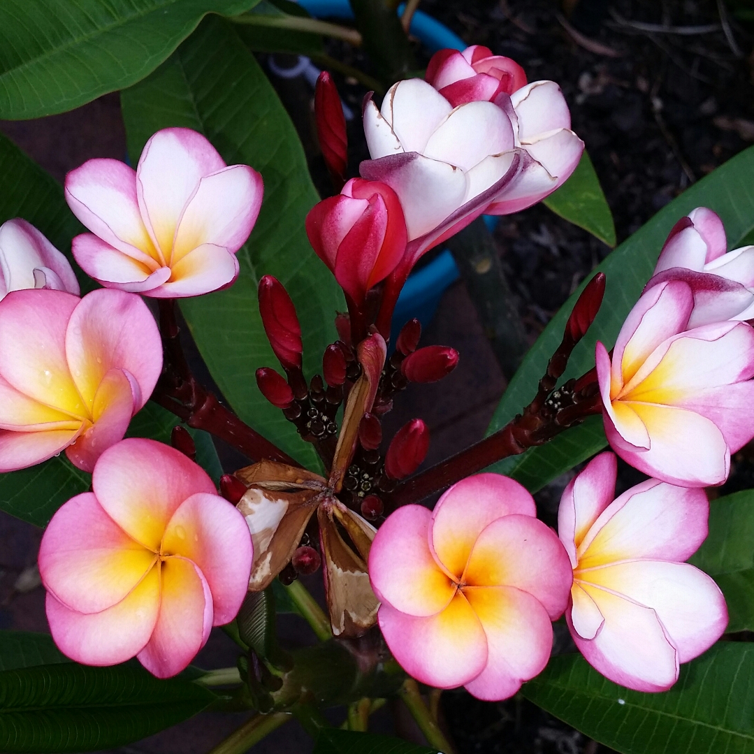 Plumeria rubra Sydney in the GardenTags plant encyclopedia Frangipani Sydney in the GardenTags plant encyclopedia