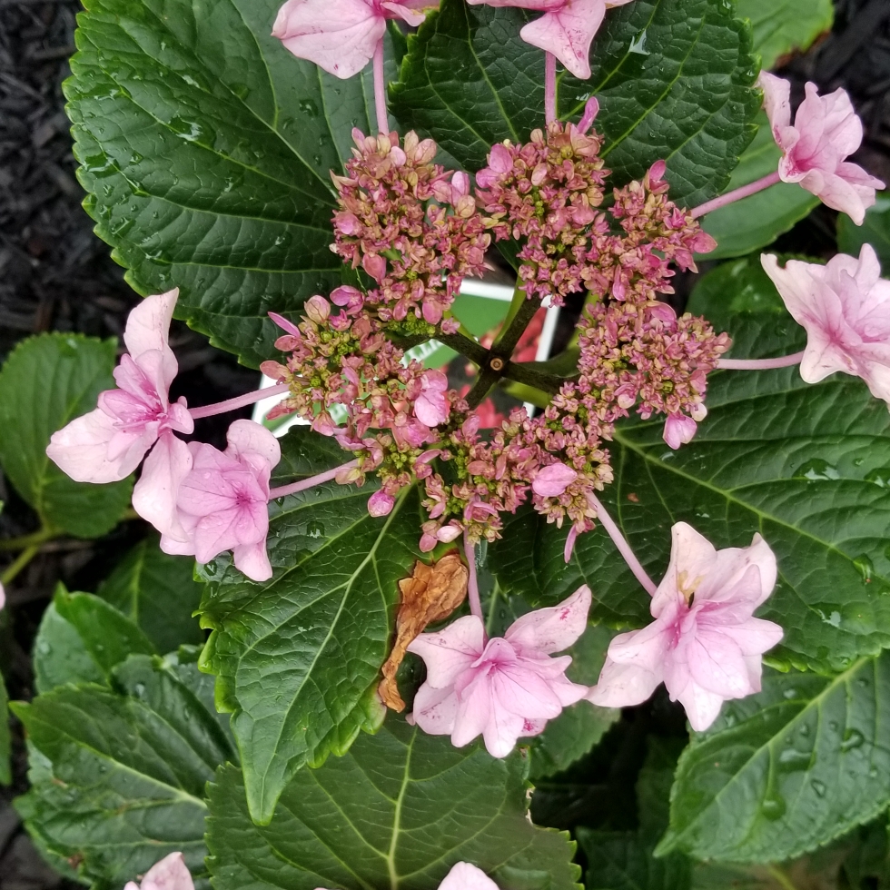 Hydrangea Cityline Paris Big Leaf in the GardenTags plant encyclopedia Cityline Paris Bigleaf Hydrangea in the GardenTags plant encyclopedia