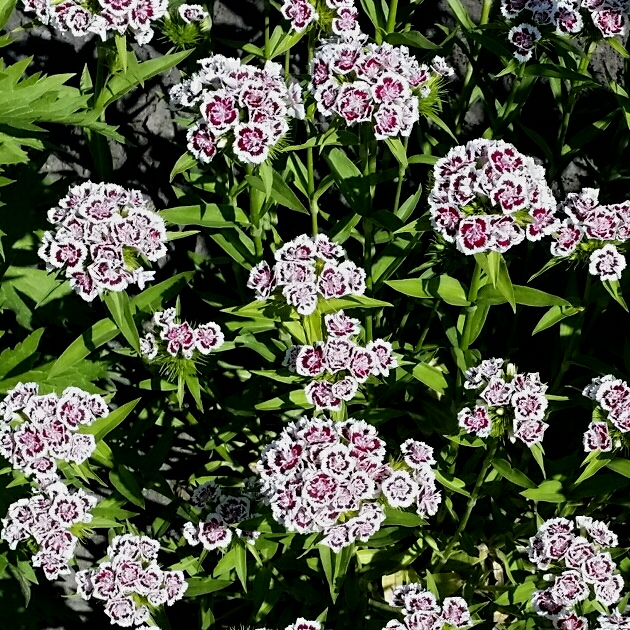 Dianthus Barbatus Holborn Glory in the GardenTags plant encyclopedia Dianthus Holborn Glory in the GardenTags plant encyclopedia