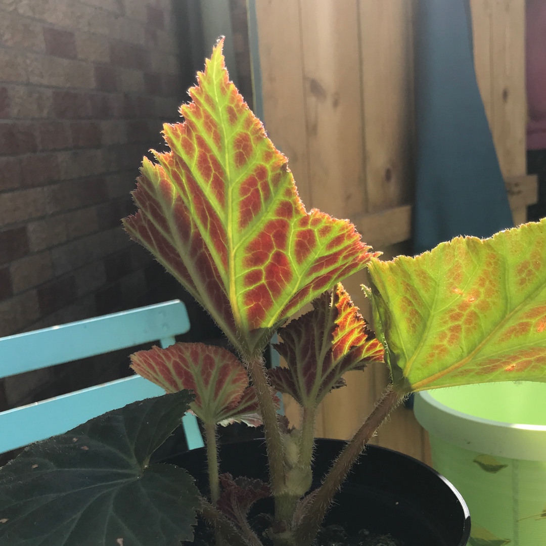 Begonia fimbriata in the GardenTags plant encyclopedia Begonia fimbriata in the GardenTags plant encyclopedia