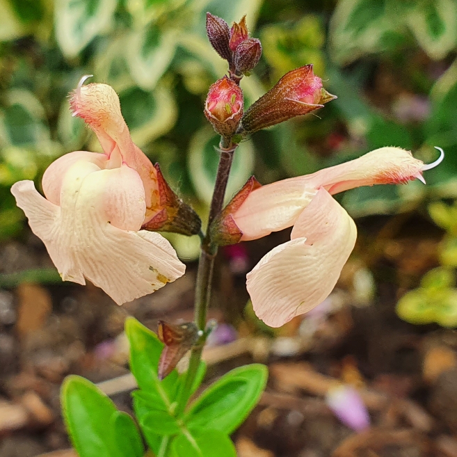 Salvia Peach Parfait in the GardenTags plant encyclopedia Salvia Peach Parfait in the GardenTags plant encyclopedia