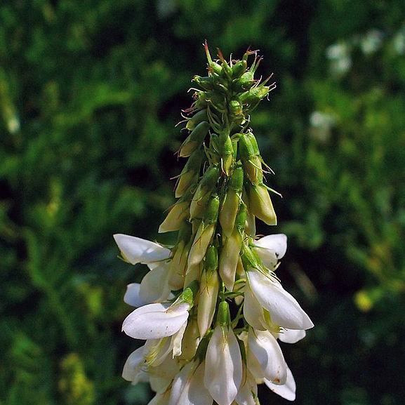 Galega x hartlandii Candida in the GardenTags plant encyclopedia Goats Rue Candida in the GardenTags plant encyclopedia