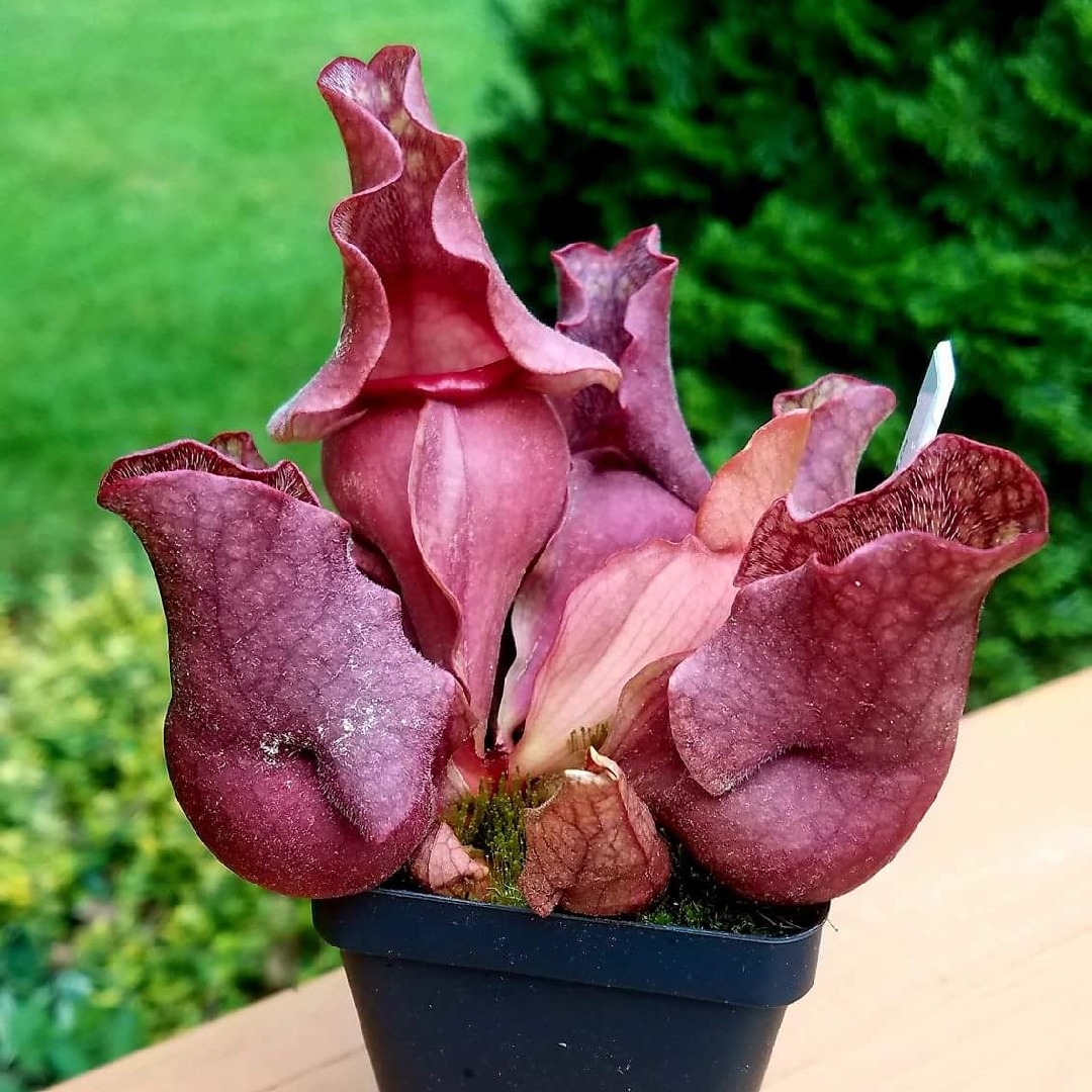 Sarracenia Rosea in the GardenTags plant encyclopedia Southern Pitcher Plant in the GardenTags plant encyclopedia