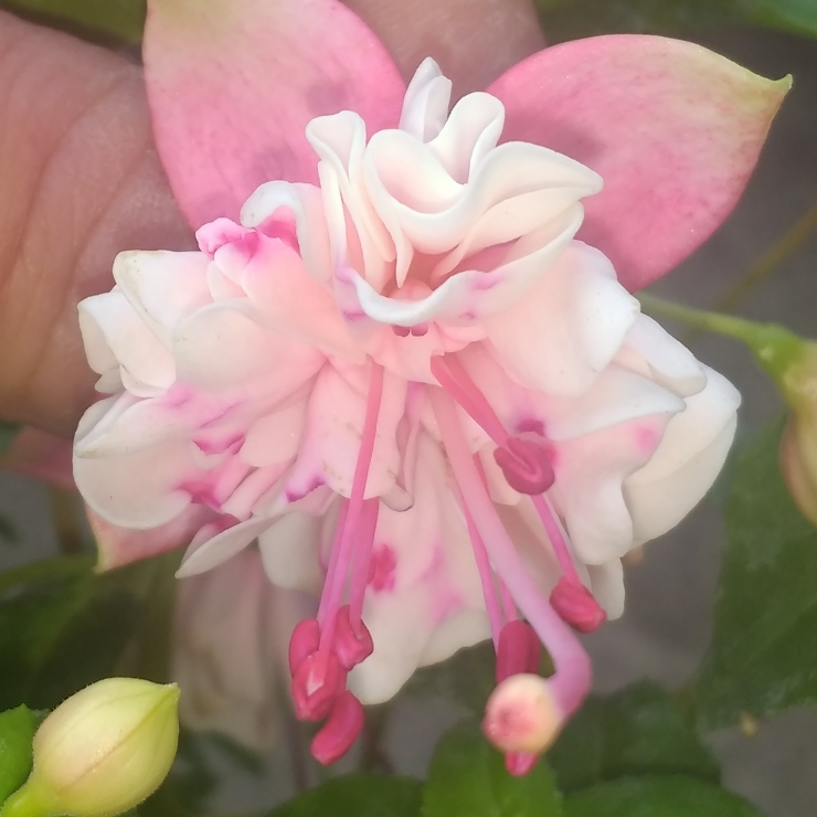 Fuchsia x hybrida Fuchsini in the GardenTags plant encyclopedia Fuchsia Fuchsini in the GardenTags plant encyclopedia