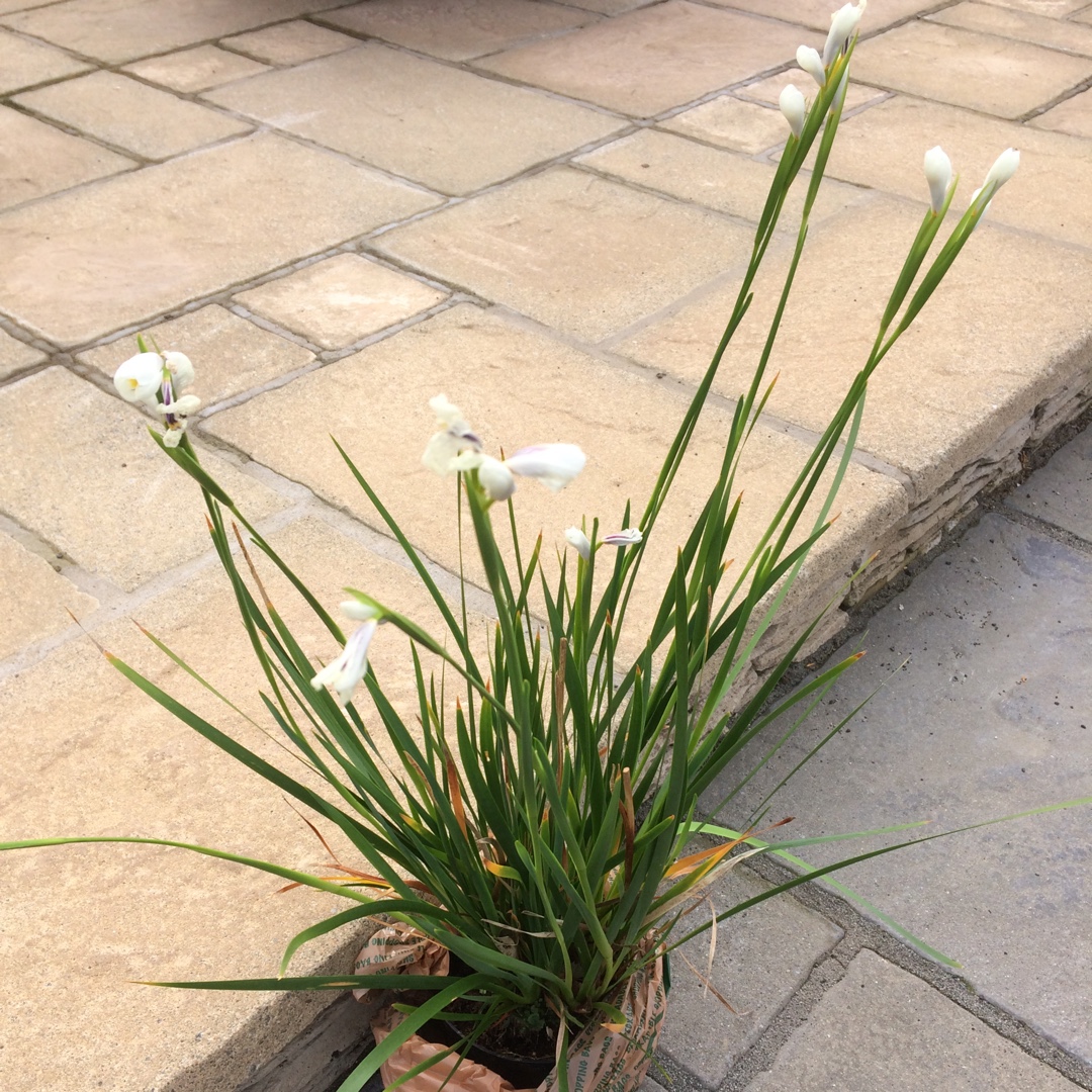 Diplarrena moraea in the GardenTags plant encyclopedia Butterfly Flag in the GardenTags plant encyclopedia
