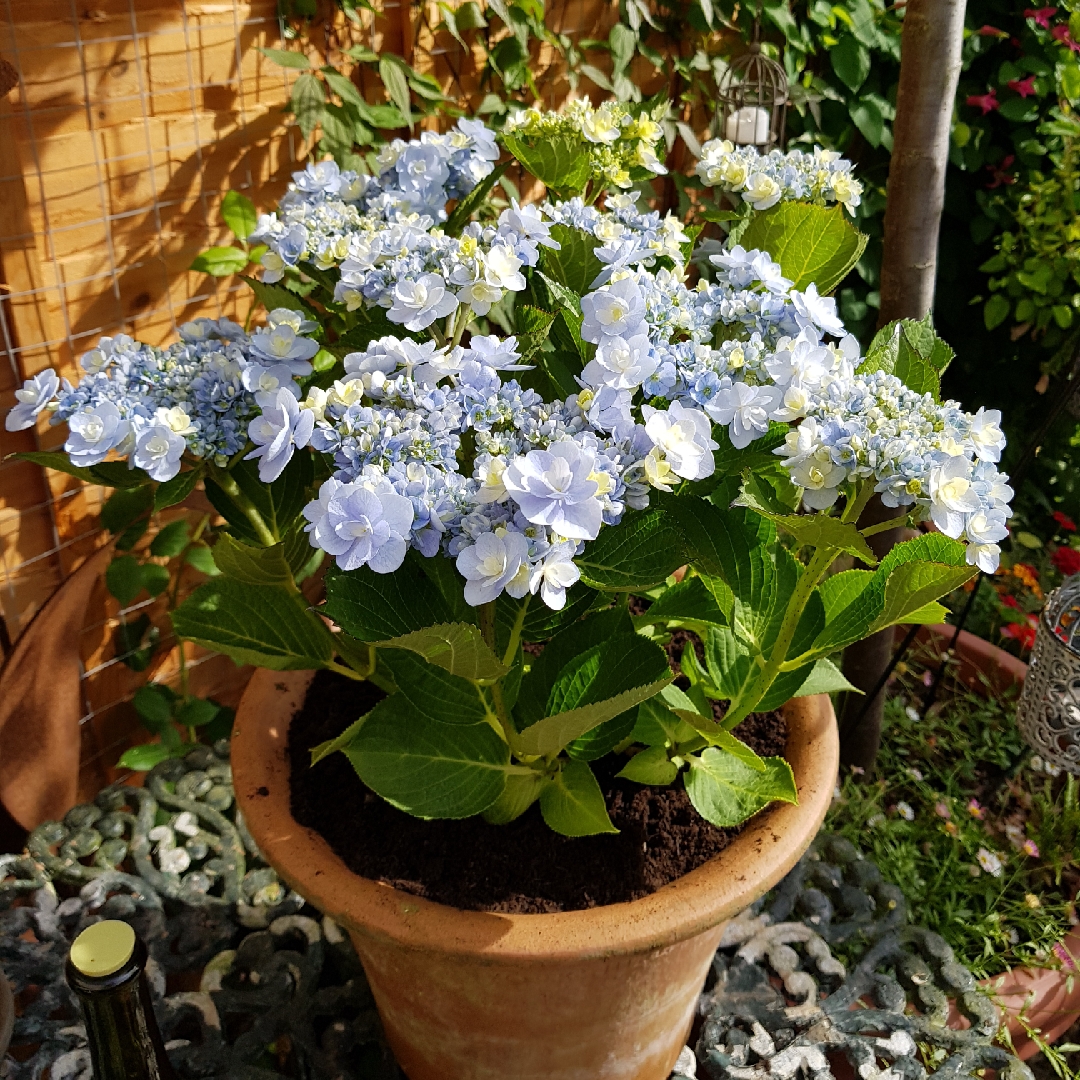 Hydrangea Macrophylla Forever Blue in the GardenTags plant encyclopedia Hydrangea Forever Blue (You & Me Series) in the GardenTags plant encyclopedia