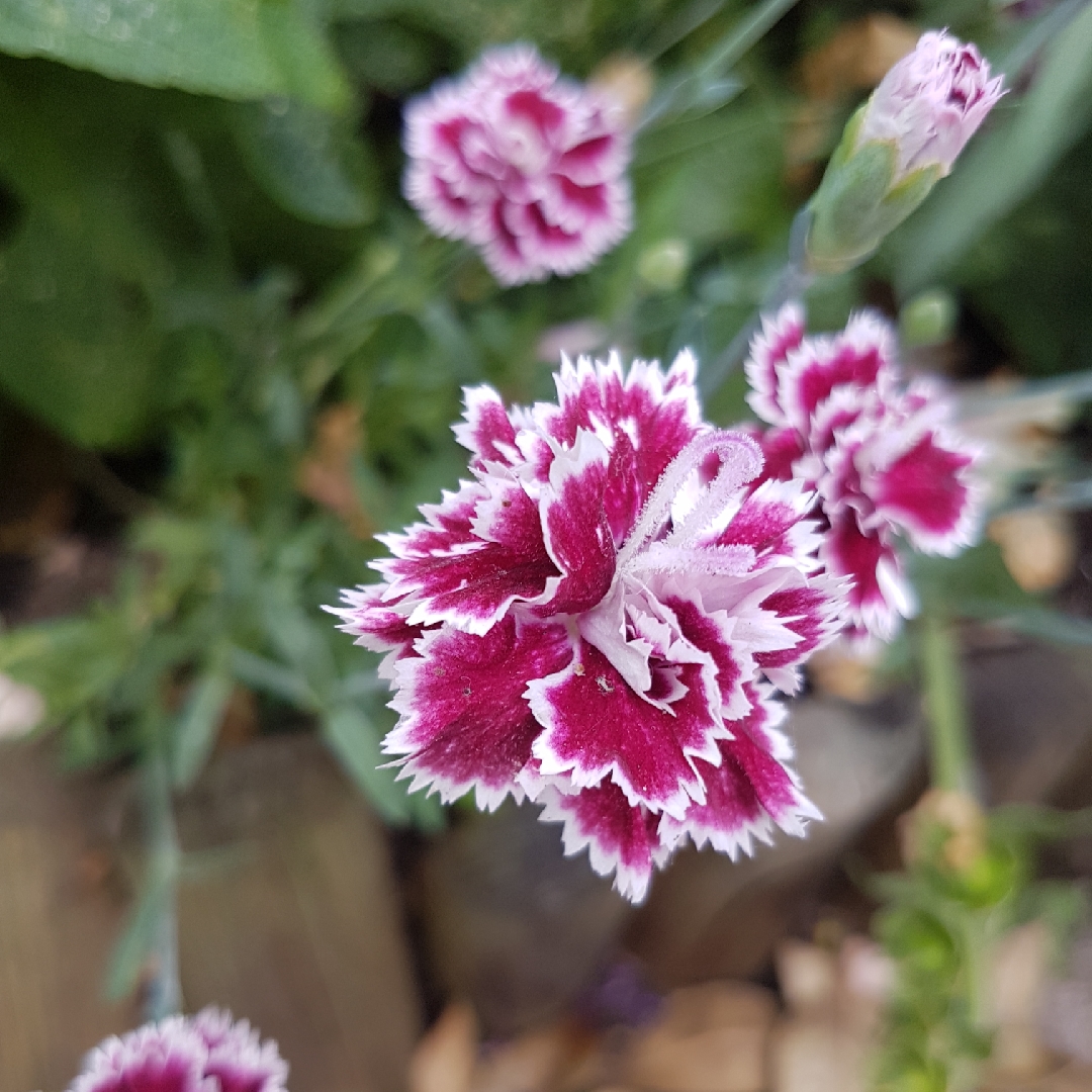 Dianthus Mendlesham Minx in the GardenTags plant encyclopedia Pink Mendlesham Minx in the GardenTags plant encyclopedia