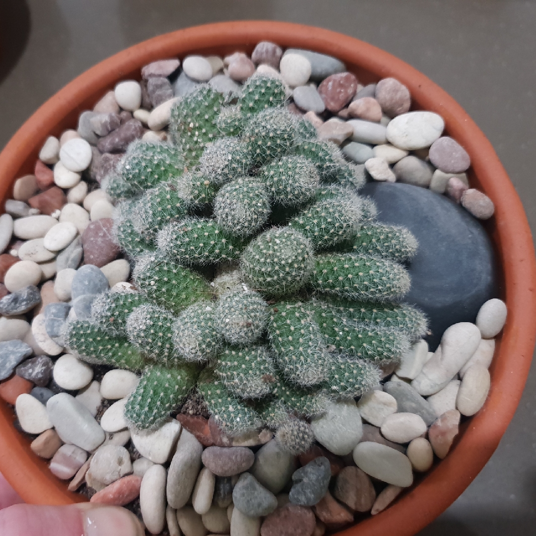 Rebutia fabrisii in the GardenTags plant encyclopedia