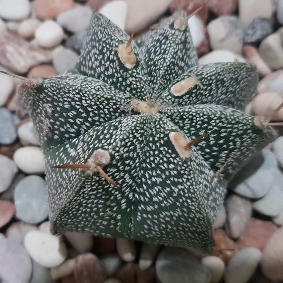 Astrophytum Coahuilense x Capricorne in the GardenTags plant encyclopedia Astrophytum Coahuilense x Capricorne in the GardenTags plant encyclopedia