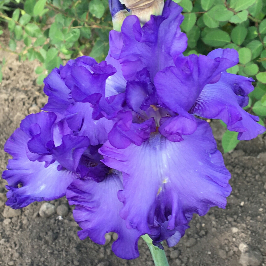Iris x germanica Dusky Challenger in the GardenTags plant encyclopedia Bearded Iris Dusky Challenger (Tall) in the GardenTags plant encyclopedia