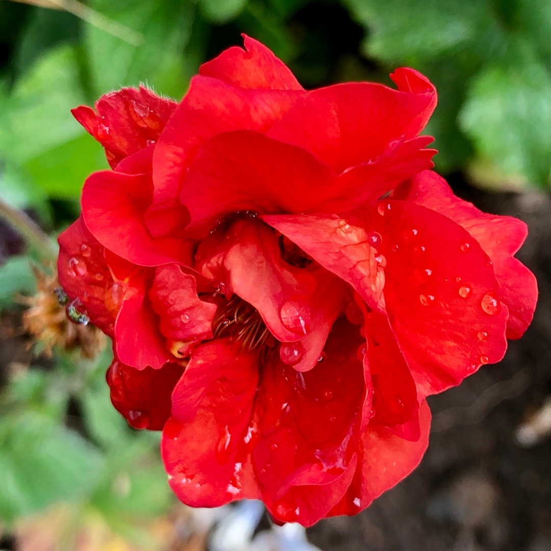 Geum Double Bloody Mary in the GardenTags plant encyclopedia Avens Double Bloody Mary in the GardenTags plant encyclopedia