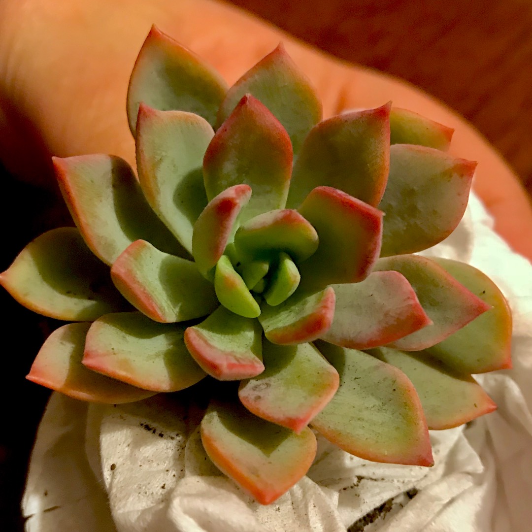 Echeveria Costa Brava in the GardenTags plant encyclopedia Echeveria Costa Brava in the GardenTags plant encyclopedia