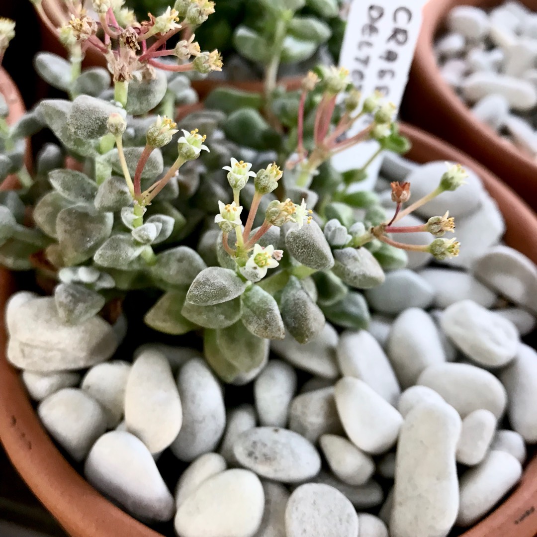 Crassula Deltoidea in the GardenTags plant encyclopedia Crassula Deltoidea in the GardenTags plant encyclopedia